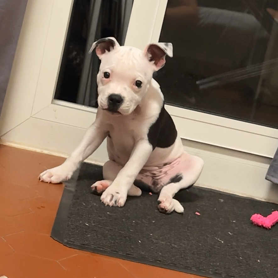 Bella a rejoint le concours — aidez-le/la à gagner de superbes lots ! puppy, dog, black_and_white, sitting, indoors, mat, door, glass_door, toy, shoe, curious, pet, floor, playful, young_dog, animal, domestic_animal, cute, small_dog, companion