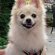 Dollbaby is registered to the contest to win money with this photo: animal, canine, cute, dog, ears, face, fluffy, fur, garden, greenery, happy, harness, leash, nature, outdoor, pet, pomeranian, portrait, small_dog, smiling