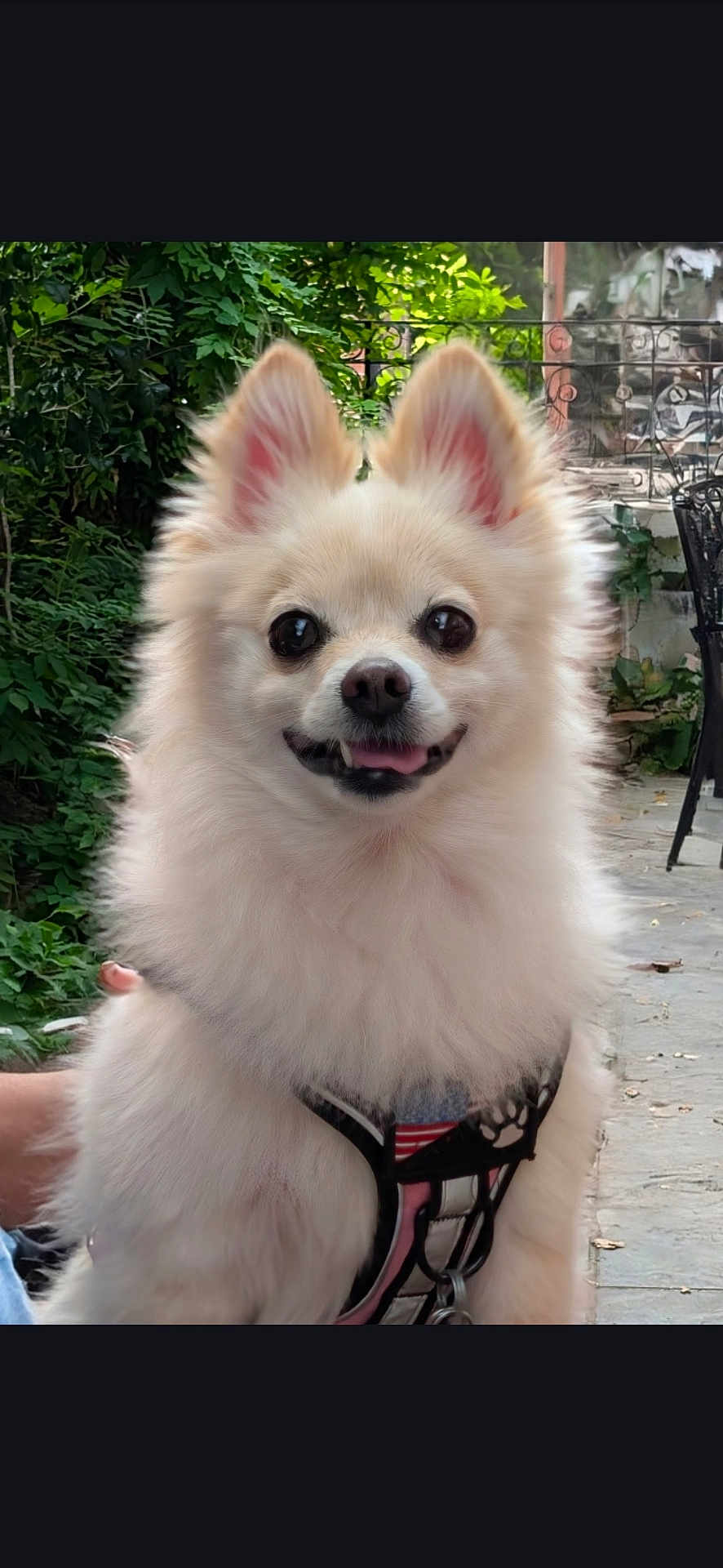 Dollbaby is registered to the contest to win money with this photo: animal, canine, cute, dog, ears, face, fluffy, fur, garden, greenery, happy, harness, leash, nature, outdoor, pet, pomeranian, portrait, small_dog, smiling