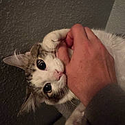 Meteor joined the competition — help win amazing prizes! cat, hand, indoor, pet, playful, bite, curious, closeup, feline, white, gray, animal, paw, interaction, domestic, cute, soft_lighting, texture, wall, human