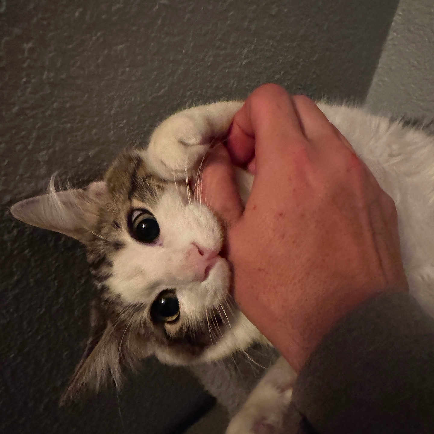 Meteor joined the competition — help win amazing prizes! animal, bite, cat, closeup, curious, cute, domestic, feline, gray, hand, human, indoor, interaction, paw, pet, playful, soft_lighting, texture, wall, white