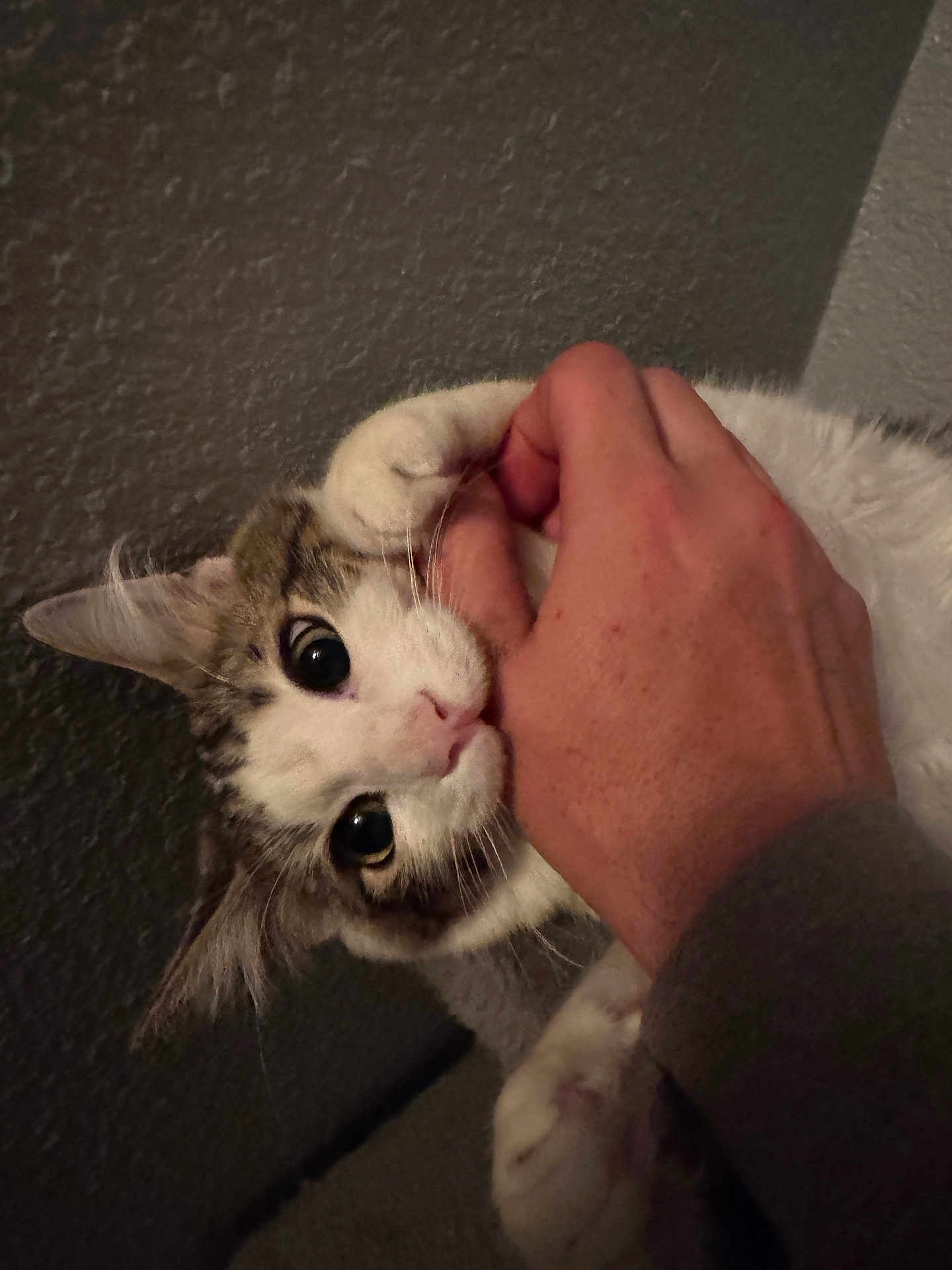 Meteor joined the competition — help win amazing prizes! cat, hand, indoor, pet, playful, bite, curious, closeup, feline, white, gray, animal, paw, interaction, domestic, cute, soft_lighting, texture, wall, human