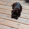 Vénus participe au concours pour gagner de l'argent avec cette photo : animal, architecture, boardwalk, boxer, bridge, building, bulldog, canine, deck, dog, frenchbulldog, hardwood, house, housing, pet, porch, pug, puppy, stainedwood, wood
