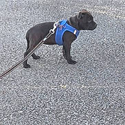 Vénus participe au concours pour gagner de l'argent avec cette photo : accessories, animal, boxer, bulldog, canine, city, dog, frenchbulldog, hound, leash, outdoors, person, pet, pug, puppy, road, strap, street, urban, walking