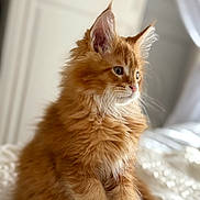 Simba participe au concours pour gagner de l'argent avec cette photo : cat, kitten, orange_cat, fluffy, furry, pet, animal, sitting, indoors, cozy, blanket, soft_light, portrait, cute, whiskers, ears, fur, young, domestic_cat, resting