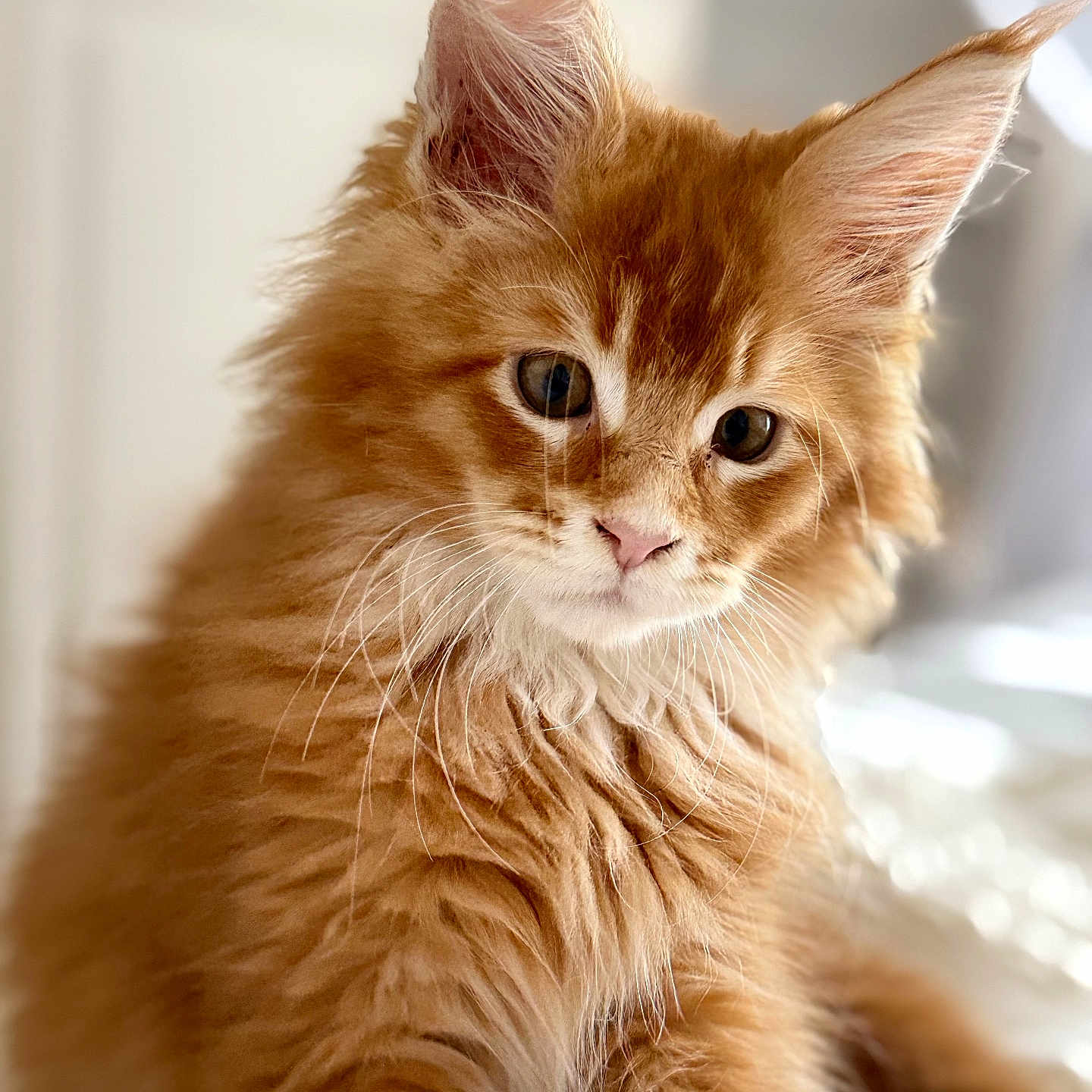 Simba participe au concours pour gagner de l'argent avec cette photo : animal, cat, close_up, curious, cute, domestic_animal, ears, feline, fluffy, fur, indoor, kitten, looking, mammal, orange_tabby, pet, portrait, soft_light, whiskers, young