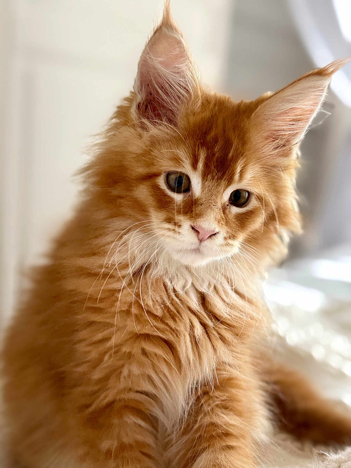 Simba participe au concours pour gagner de l'argent avec cette photo : cat, kitten, orange_tabby, fluffy, pet, feline, whiskers, ears, fur, close_up, portrait, cute, domestic_animal, young, indoor, soft_light, curious, looking, animal, mammal