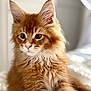 Simba participe au concours pour gagner de l'argent avec cette photo : cat, kitten, orange_tabby, fluffy, whiskers, ears, fur, closeup, portrait, pet, animal, cute, feline, indoor, soft_light, cozy, focused, curious, relaxed, young