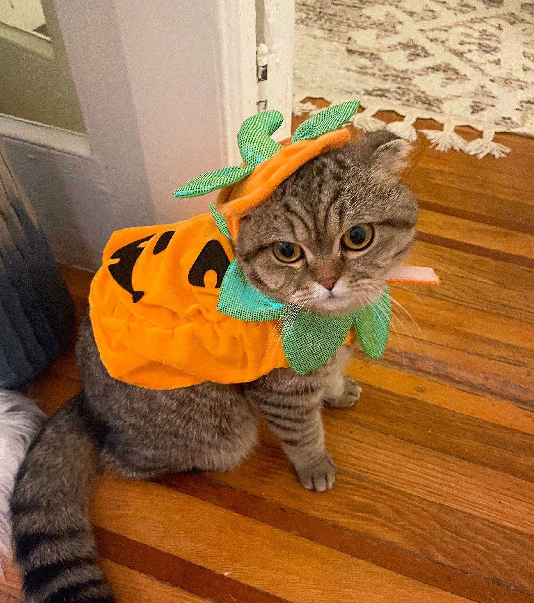 Bingo is registered to the contest to win money with this photo: carnivore, cat, claw, domestic_short_haired_cat, fawn, felidae, floor, flooring, foot, fur, hardwood, hat, leg, small_to_medium_sized_cats, snout, tail, terrestrial_animal, whiskers, wood, wood_stain