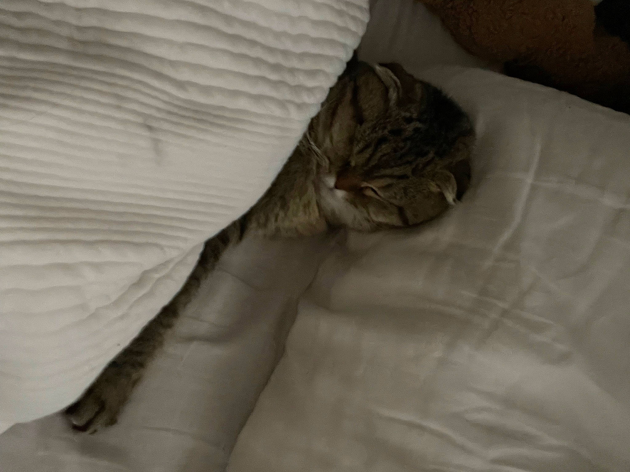 Bingo is registered to the contest to win money with this photo: bed, bed_sheet, bedding, carnivore, cat, comfort, domestic_short_haired_cat, duvet, felidae, fur, gesture, grey, linens, nap, room, sleeve, small_to_medium_sized_cats, tail, terrestrial_animal, whiskers