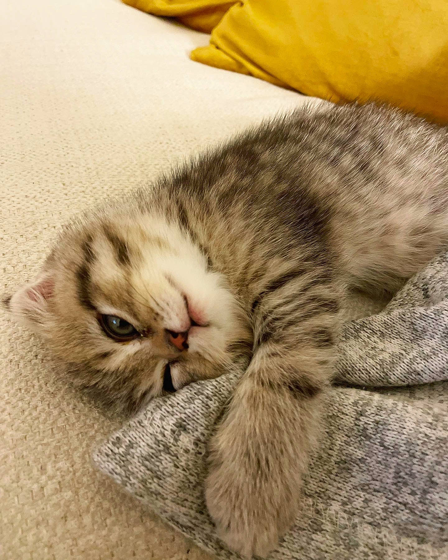 Bingo is registered to the contest to win money with this photo: carnivore, cat, claw, comfort, domestic_short_haired_cat, felidae, fur, grey, nap, paw, small_to_medium_sized_cats, snout, terrestrial_animal, whiskers