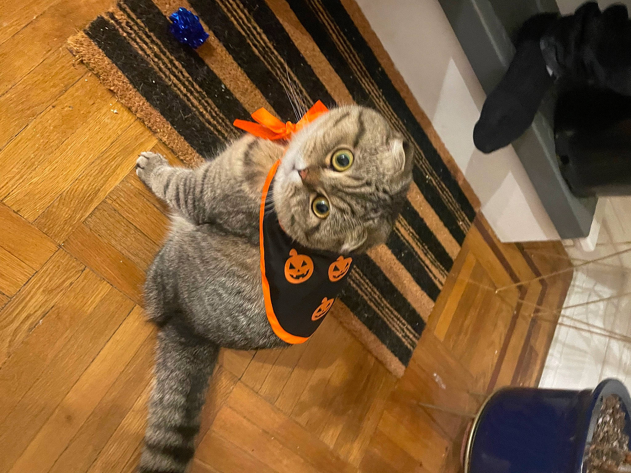 Bingo joined the competition — help win amazing prizes! art, couch, felidae, flooring, fur, hardwood, metal, plush, primate, room, small_to_medium_sized_cats, stuffed_toy, tail, thread, toy, varnish, whiskers, wood, wood_flooring, wood_stain