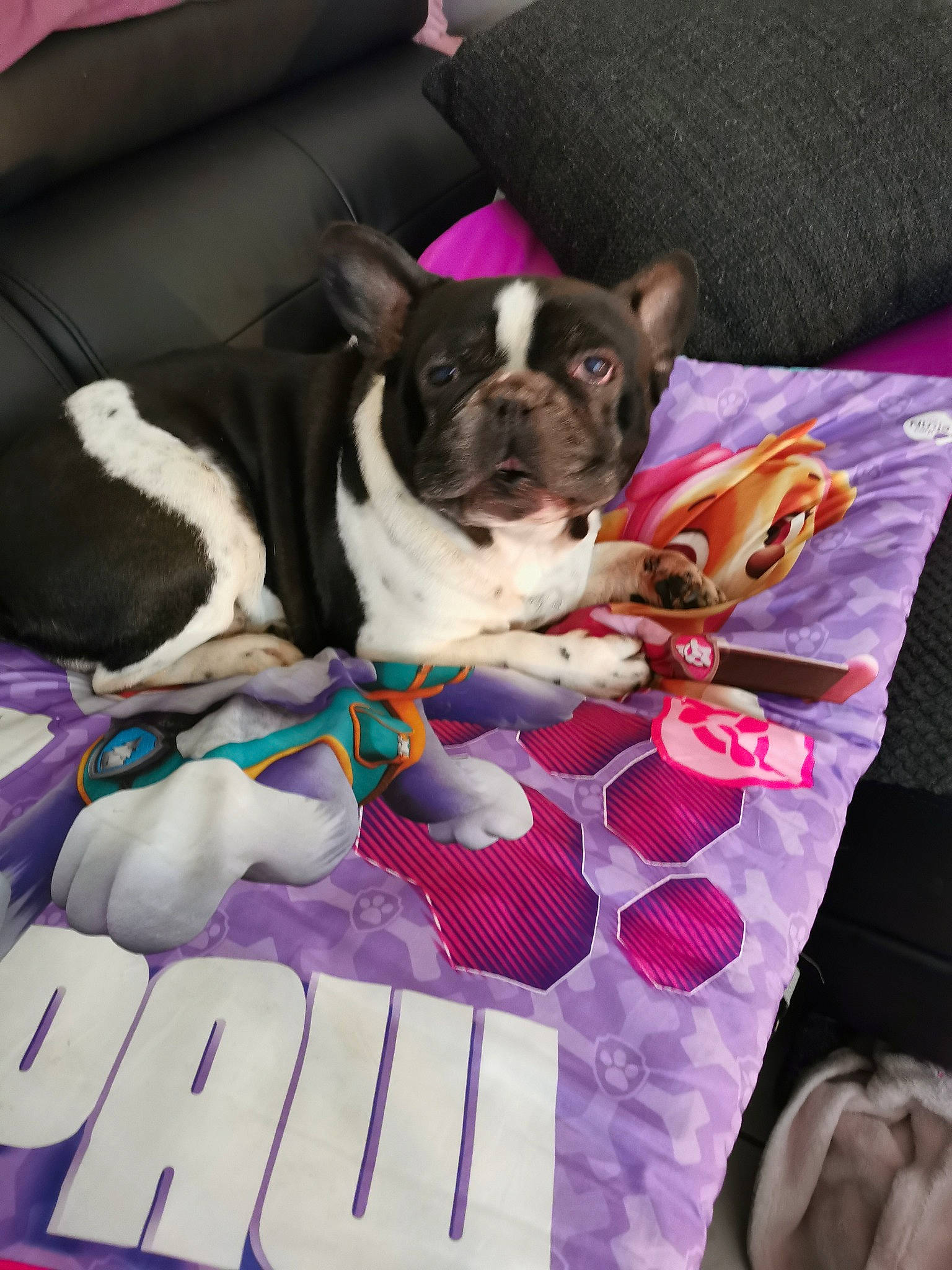 House a rejoint le concours — aidez-le/la à gagner de superbes lots ! canidae, carmine, carnivore, collar, comfort, companion_dog, dog, dog_breed, dog_collar, dog_supply, fawn, linens, magenta, pattern, pet_supply, pink, snout, sporting_group, toy_dog, working_animal