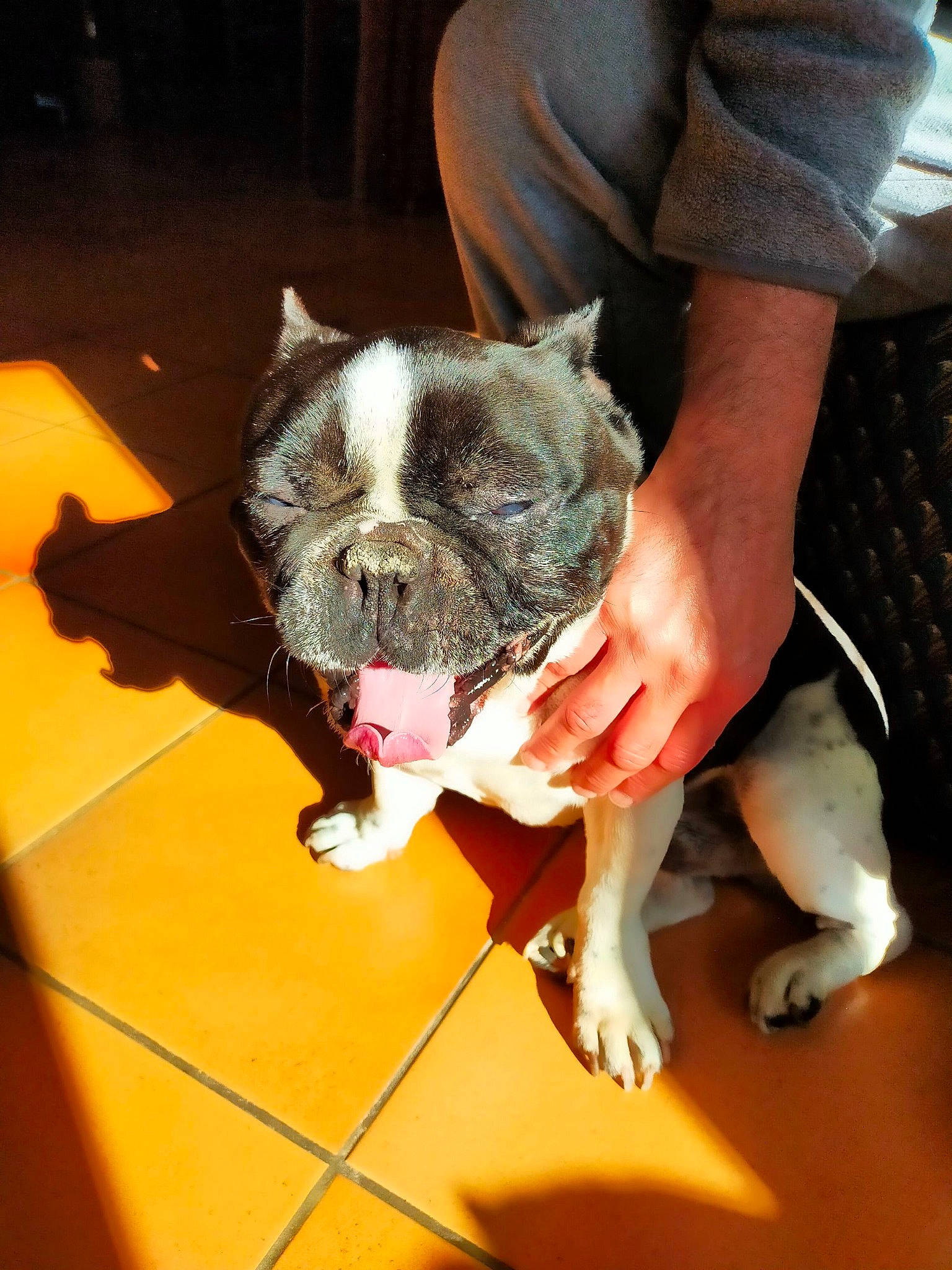 House a rejoint le concours — aidez-le/la à gagner de superbes lots ! canidae, carnivore, collar, comfort, companion_dog, dog, dog_breed, ear, fawn, felidae, flooring, human_leg, jaw, leg, small_to_medium_sized_cats, snout, sporting_group, toy_dog, whiskers, working_animal