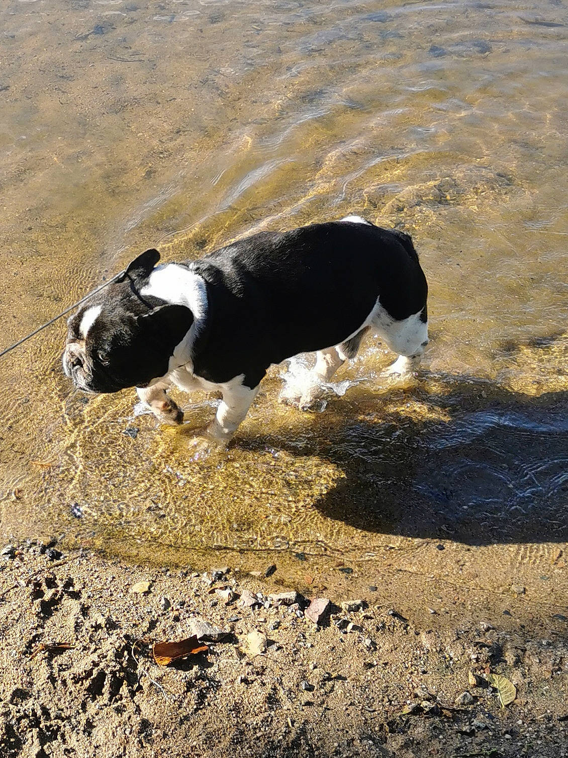 House participe au concours pour gagner de l'argent avec cette photo : beach, canidae, carnivore, companion_dog, dog, dog_breed, herding_dog, hunting_dog, non_sporting_group, rock, sand, shadow, snout, soil, sporting_group, tail, water, wind_wave, working_animal, working_dog