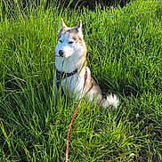 Verdi participe au concours pour gagner de l'argent avec cette photo : dog, husky, grass, field, outdoor, nature, leash, pet, canine, fur, greenery, sunlight, sitting, animal, collar, daylight, flora, quiet, peaceful, portrait