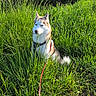 dog, husky, grass, field, outdoor, nature, leash, pet, canine, fur, greenery, sunlight, sitting, animal, collar, daylight, flora, quiet, peaceful, portrait