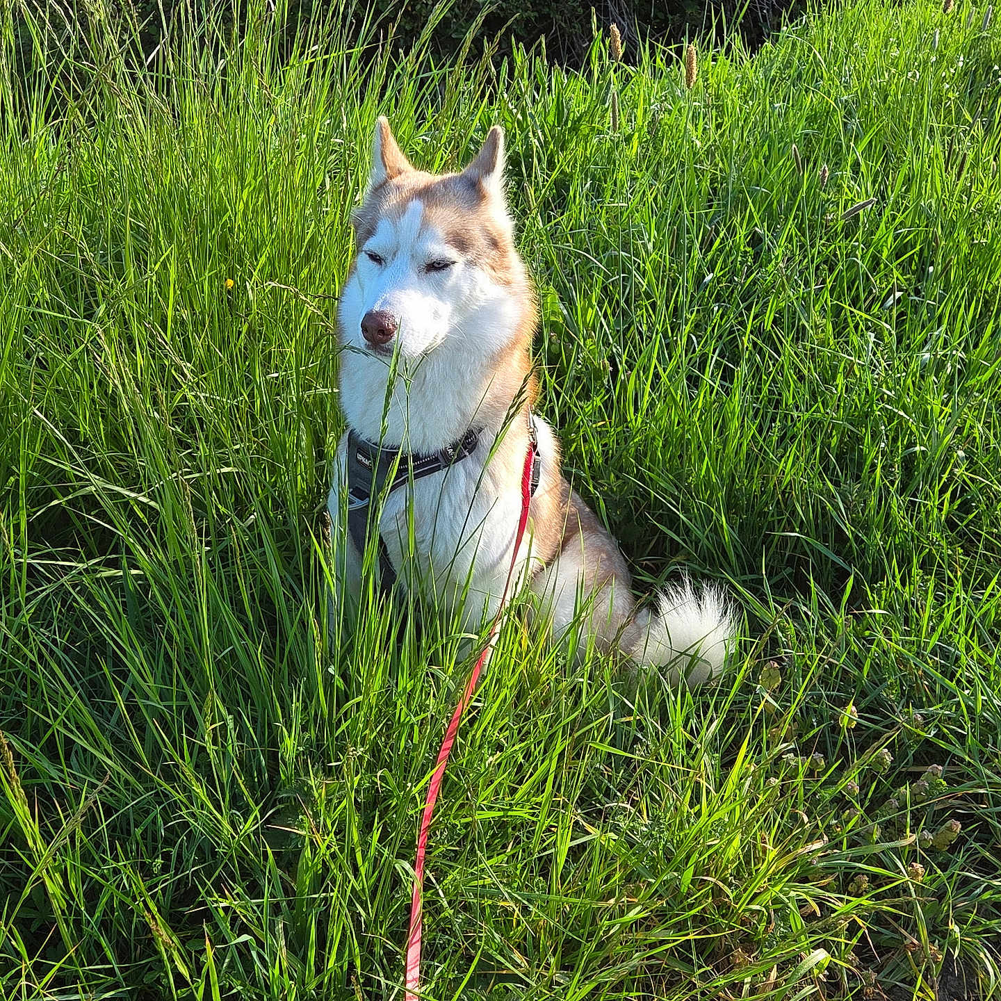 Verdi participe au concours pour gagner de l'argent avec cette photo : dog, husky, grass, field, outdoor, nature, leash, pet, canine, fur, greenery, sunlight, sitting, animal, collar, daylight, flora, quiet, peaceful, portrait