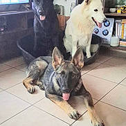 Arley a rejoint le concours — aidez-le/la à gagner de superbes lots ! dog, german_shepherd, pet, indoor, living_room, floor, tile_floor, plant, bookshelf, book, decor, television, dog_bed, tongue_out, resting, three_dogs, furniture, home, canine, animal