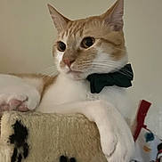 Mochy is registered to the contest to win money with this photo: cat, orange_cat, white_cat, bow_tie, cat_tree, paws, indoor, pet, feline, close_up, resting, holiday_stocking, decor, cozy, cute, animal, mammal, whiskers, ears, portrait