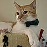 cat, orange_cat, white_cat, bow_tie, cat_tree, paws, indoor, pet, feline, close_up, resting, holiday_stocking, decor, cozy, cute, animal, mammal, whiskers, ears, portrait