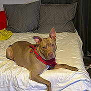 Champagne is registered to the contest to win money with this photo: animal, bandana, bed, blanket, brown_dog, canine, comfort, curtains, dog, domestic, ears_up, fur, home, indoor, looking_at_camera, lying_down, pet, pillows, red, resting