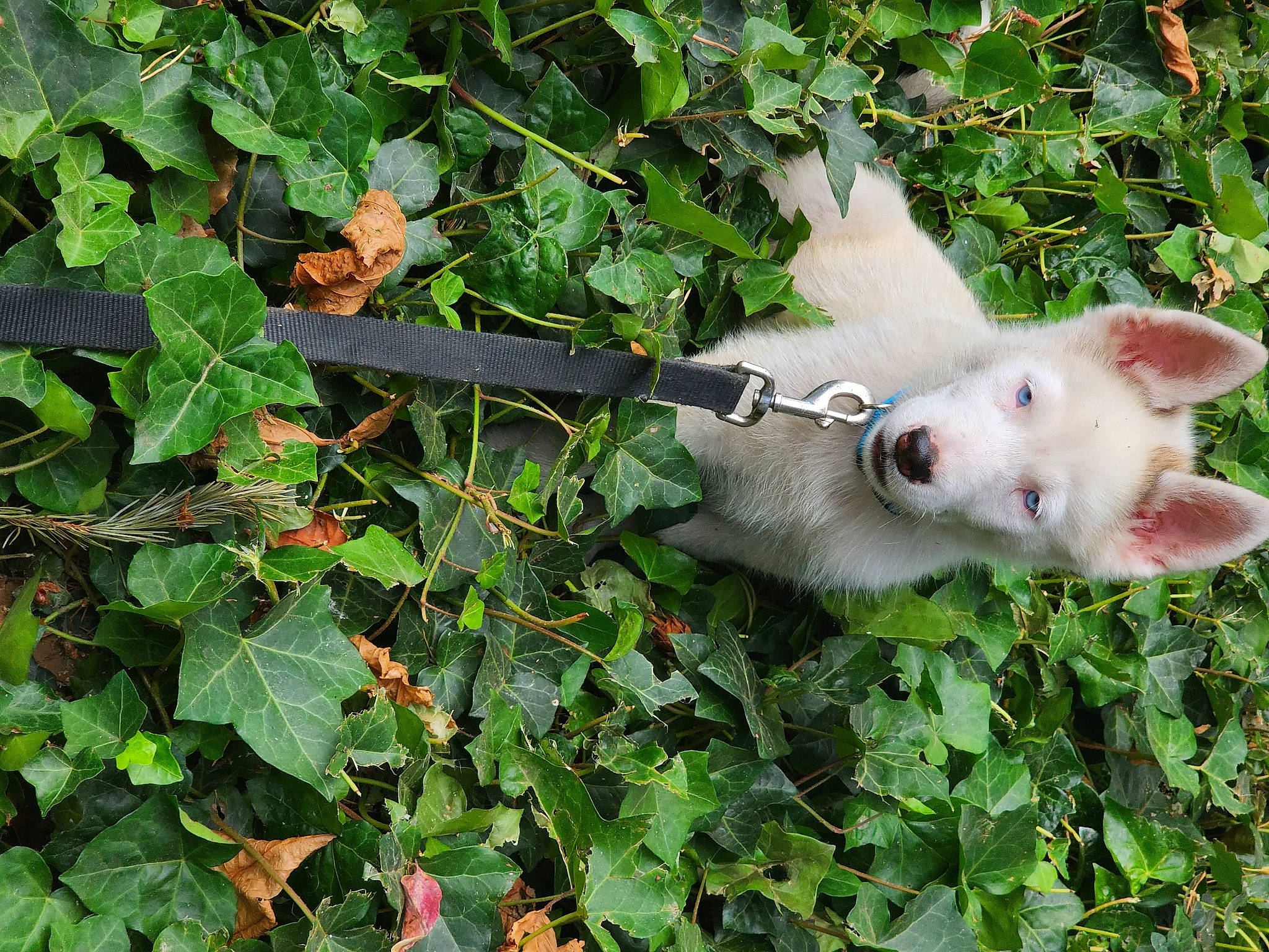 Latte joined the competition — help win amazing prizes! canidae, carnivore, companion_dog, dog, dog_breed, fawn, felidae, grass, leaf, non_sporting_group, plant, snout, sporting_group, tail, terrestrial_animal, wildlife, working_animal