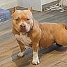Chata is registered to the contest to win money with this photo: dog, pit_bull, tan_coat, white_chest, standing, indoor, wood_floor, collar, leash, ears, paws, muscular, portrait, pet, animal, home, furniture, table, cables, direct_gaze