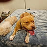 Chata is registered to the contest to win money with this photo: dog, dogs, pet, tan_dog, white_dog, fluffy, short_hair, sleeping, lying_down, tongue_out, happy, bed, bedroom, blanket, pillow, books, indoor, home, portrait, cute