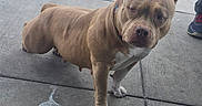 Chata is registered to the contest to win money with this photo: dog, pit_bull, canine, pet, sitting, outdoor, pavement, sidewalk, concrete, landscaping, rocks, tree, collar, brown_fur, white_chest, white_paws, ears, animal_face, portrait, serious_expression