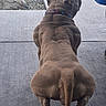 dog, brown_dog, bulldog, muscular, sitting, back_view, tail, collar, outdoor, patio, concrete, rocks, boulder, backyard, pet, animal, short_hair, stocky, funny, portrait