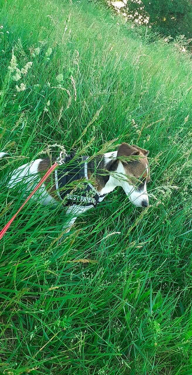 Anabelle participe au concours pour gagner de l'argent avec cette photo : beagle, canidae, carnivore, dog, dog_breed, grass, grass_family, green, hunting_dog, plant, pointer, sporting_group