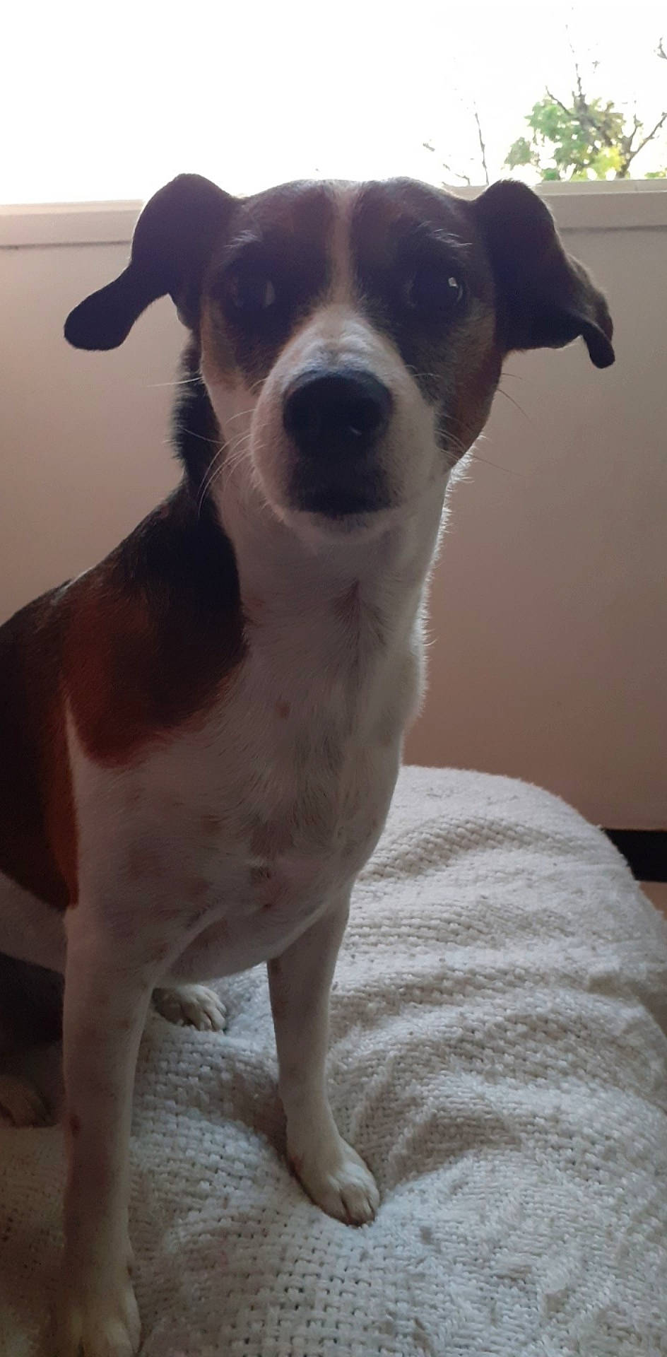 Anabelle participe au concours pour gagner de l'argent avec cette photo : canidae, carnivore, chilean_fox_terrier, companion_dog, danish_swedish_farmdog, dog, dog_breed, feist, jack_russell_terrier, mammal, miniature_fox_terrier, potcake_dog, rare_breed_dog, rat_terrier, ratonero_bodeguero_andaluz, russell_terrier, snout, sporting_group, tenterfield_terrier, vertebrate