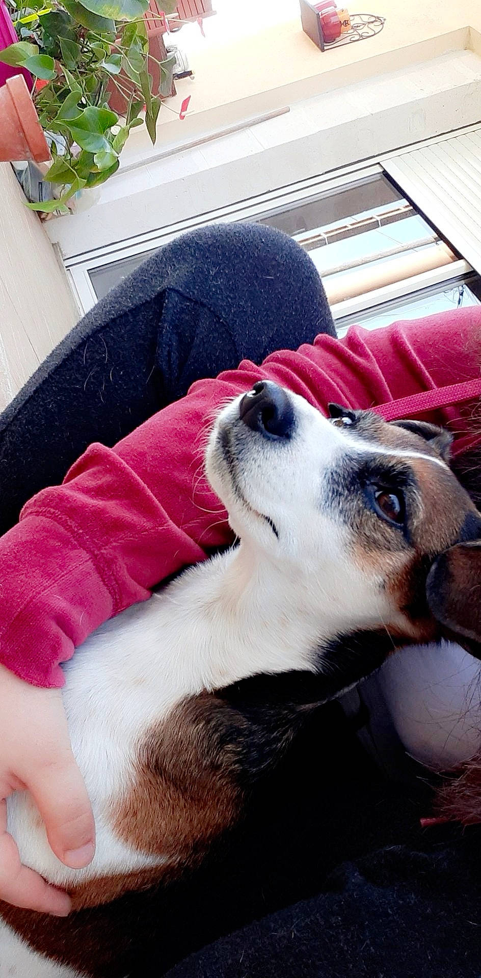 Anabelle participe au concours pour gagner de l'argent avec cette photo : canidae, carnivore, companion_dog, dog, dog_breed, mammal, nose, puppy, puppy_love, rat_terrier, russell_terrier, snout, vertebrate