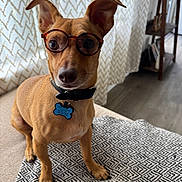 Sir Winston joined the competition — help win amazing prizes! dog, glasses, pet, indoor, curious, tan, small_dog, collar, blanket, patterned, floor, curtain, shelf, home, portrait, cute, ears, animal, closeup, seated