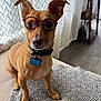 dog, glasses, pet, indoor, curious, tan, small_dog, collar, blanket, patterned, floor, curtain, shelf, home, portrait, cute, ears, animal, closeup, seated