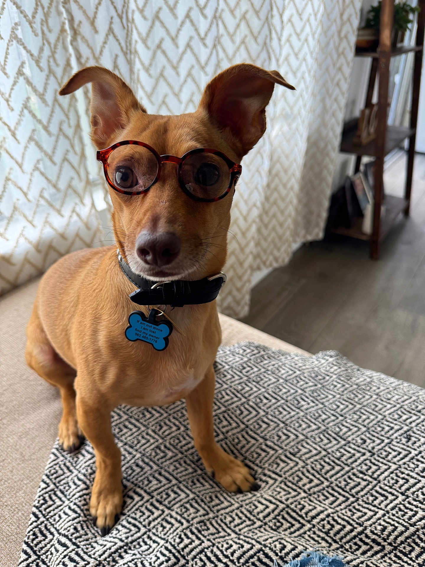 Sir Winston joined the competition — help win amazing prizes! dog, glasses, pet, indoor, curious, tan, small_dog, collar, blanket, patterned, floor, curtain, shelf, home, portrait, cute, ears, animal, closeup, seated