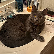 Matcha joined the competition — help win amazing prizes! cat, gray_cat, sink, bathroom, soap, toothbrush, toothpaste, brush, countertop, domestic, pet, feline, yellow_eyes, curious, relaxed, fur, mirror, household, indoor, resting