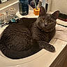 cat, gray_cat, sink, bathroom, soap, toothbrush, toothpaste, brush, countertop, domestic, pet, feline, yellow_eyes, curious, relaxed, fur, mirror, household, indoor, resting