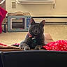 Matcha is registered to the contest to win money with this photo: cat, gray_cat, indoor, cushion, blanket, red_blanket, snowflake_pattern, cat_scratch_pad, retro_style, air_conditioner, wall_outlet, carpet, pet_collar, pet_tag, curious, relaxed, feline, home, cozy, holiday