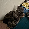 Matcha is registered to the contest to win money with this photo: cat, gray_cat, sleeping, paws, bed, blanket, clothing, indoor, relaxation, feline, fur, resting, cozy, domestic_animal, pet, wall, textured_wall, sleep, cute, animal