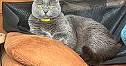Matcha joined the competition — help win amazing prizes! cat, gray_cat, yellow_eyes, couch, orange_cushion, furniture, indoor, pet, relaxed, lounging, domestic_cat, cozy, household, fabric, mesh, resting, animal, mammal, collar, closeup
