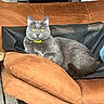 cat, gray_cat, yellow_eyes, couch, orange_cushion, furniture, indoor, pet, relaxed, lounging, domestic_cat, cozy, household, fabric, mesh, resting, animal, mammal, collar, closeup