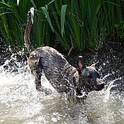 Nova a rejoint le concours — aidez-le/la à gagner de superbes lots ! dog, water, splash, outdoor, nature, greenery, wet, animal, movement, reeds, playful, canine, summer, river, energy, fur, running, sunlight, wildlife, fresh