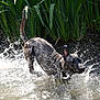dog, water, splash, outdoor, nature, greenery, wet, animal, movement, reeds, playful, canine, summer, river, energy, fur, running, sunlight, wildlife, fresh