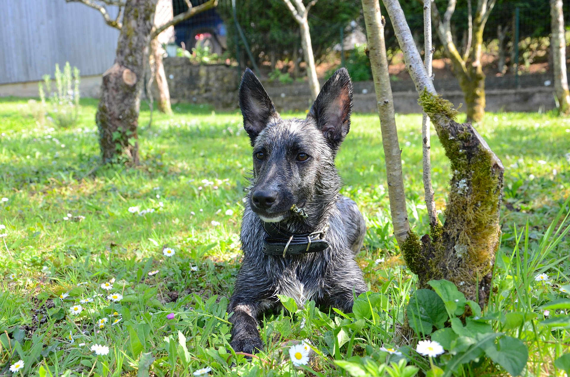 Nova participe au concours pour gagner de l'argent avec cette photo : dog, grass, flower, garden, outdoor, pet, animal, nature, greenery, sunlight, tree, moss, collar, canine, laying_down, ears_up, summer, leaf, spring, watchful