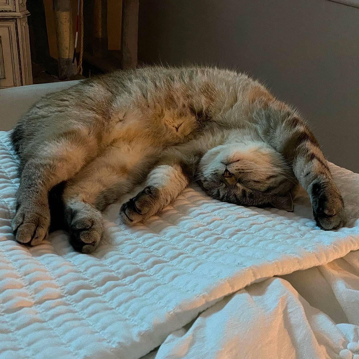 Korin is registered to the contest to win money with this photo: carnivore, cat, claw, comfort, domestic_short_haired_cat, fawn, felidae, fur, linens, mammal, nap, paw, small_to_medium_sized_cats, snout, tail, terrestrial_animal, vertebrate, whiskers, wildlife, wood