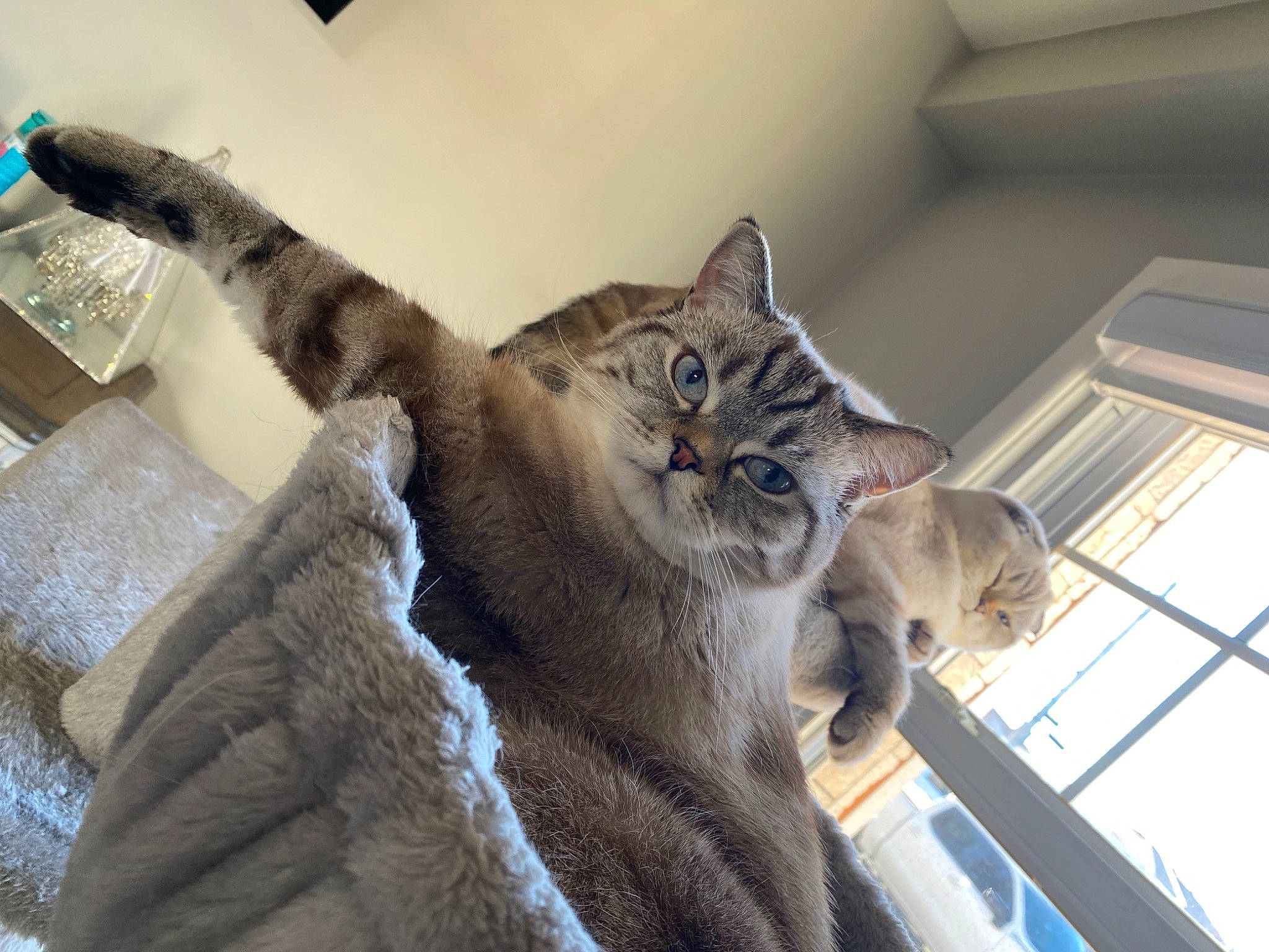 Korin joined the competition — help win amazing prizes! building, carnivore, cat, claw, comfort, domestic_short_haired_cat, felidae, fur, grey, paw, small_to_medium_sized_cats, snout, tail, terrestrial_animal, tree, whiskers, window, wood