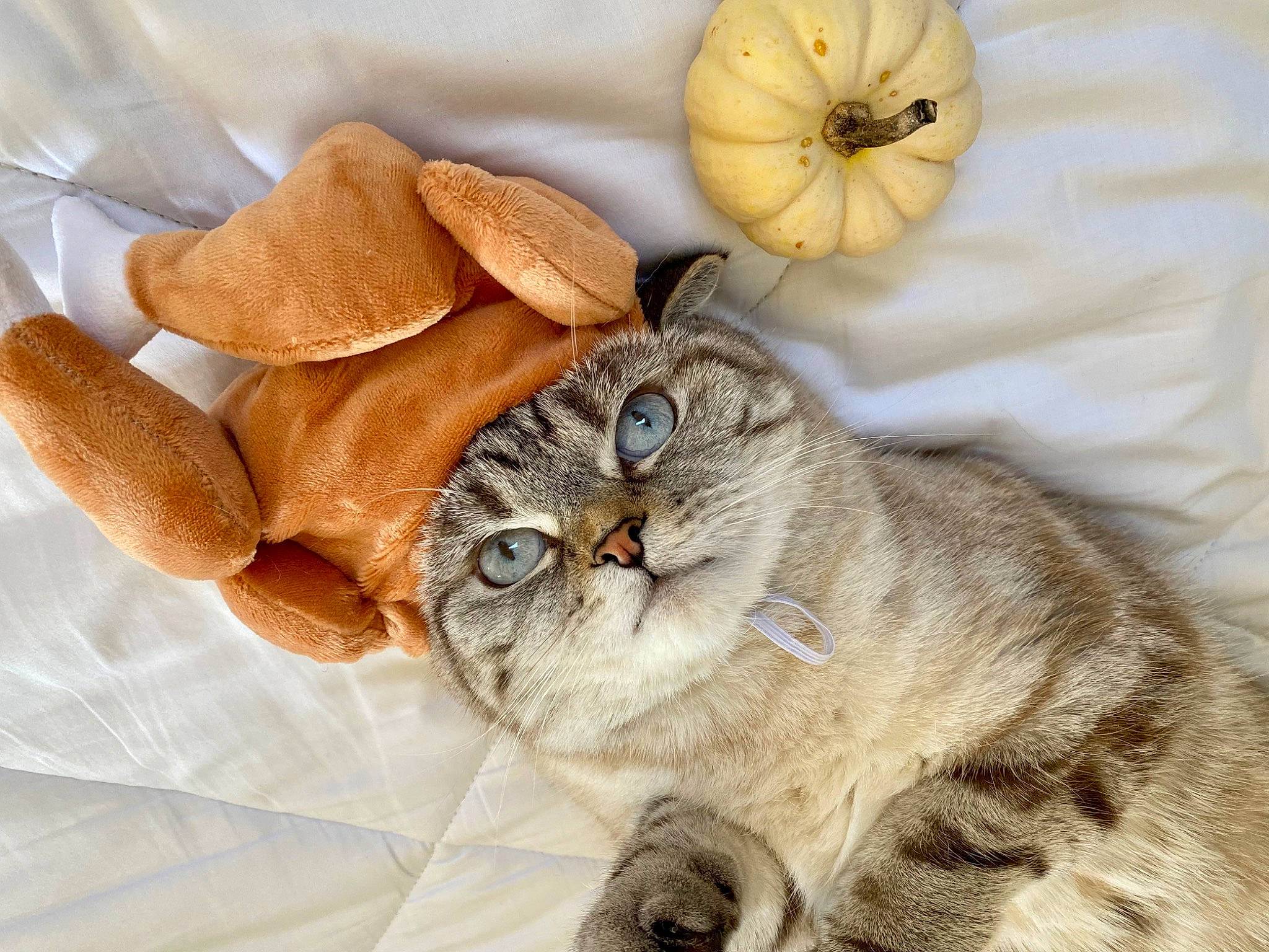 Korin is registered to the contest to win money with this photo: art, bow_tie, carnivore, cat, comfort, domestic_short_haired_cat, fashion_accessory, fawn, felidae, fur, hat, linens, nap, pattern, paw, peach, petal, small_to_medium_sized_cats, tail, whiskers