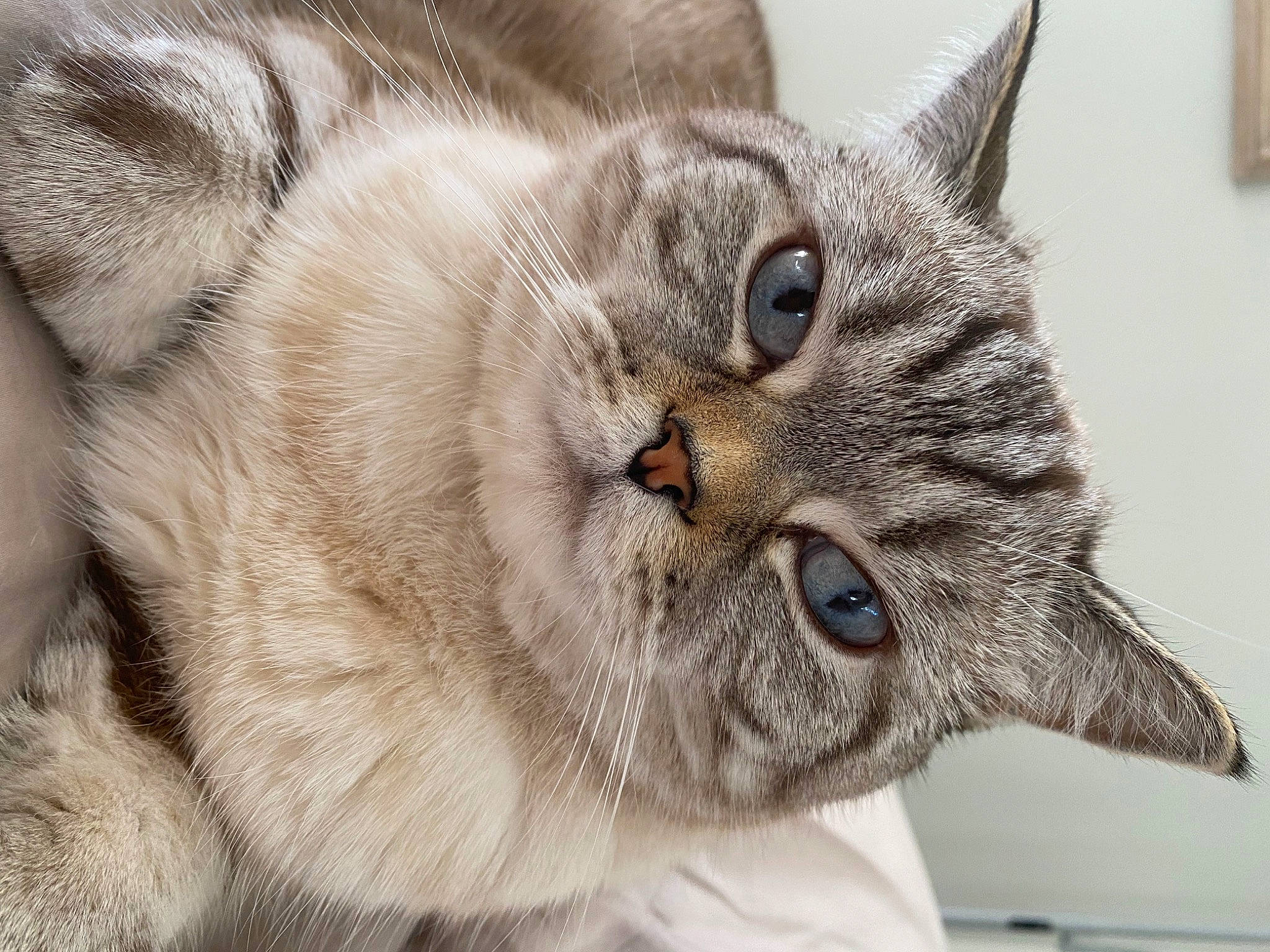 Korin joined the competition — help win amazing prizes! carnivore, cat, claw, close_up, domestic_short_haired_cat, eye, felidae, fur, head, paw, small_to_medium_sized_cats, snout, terrestrial_animal, whiskers, wildlife, window